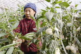 春菜上市，新鮮零售點(diǎn)亮餐桌希望